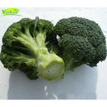 Hot Sale China Cleaning Fresh Broccoli Green With Lower Price